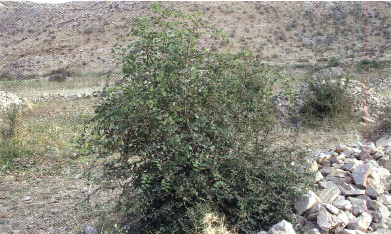 کود مناسب گیاه سیاه تلو چیست و چه خاصیتی دارد؟ 3de307aebec2241e078a07686721707b50c932c0 14 - کود مناسب گیاه سیاه تلو چیست و چه خاصیتی دارد؟