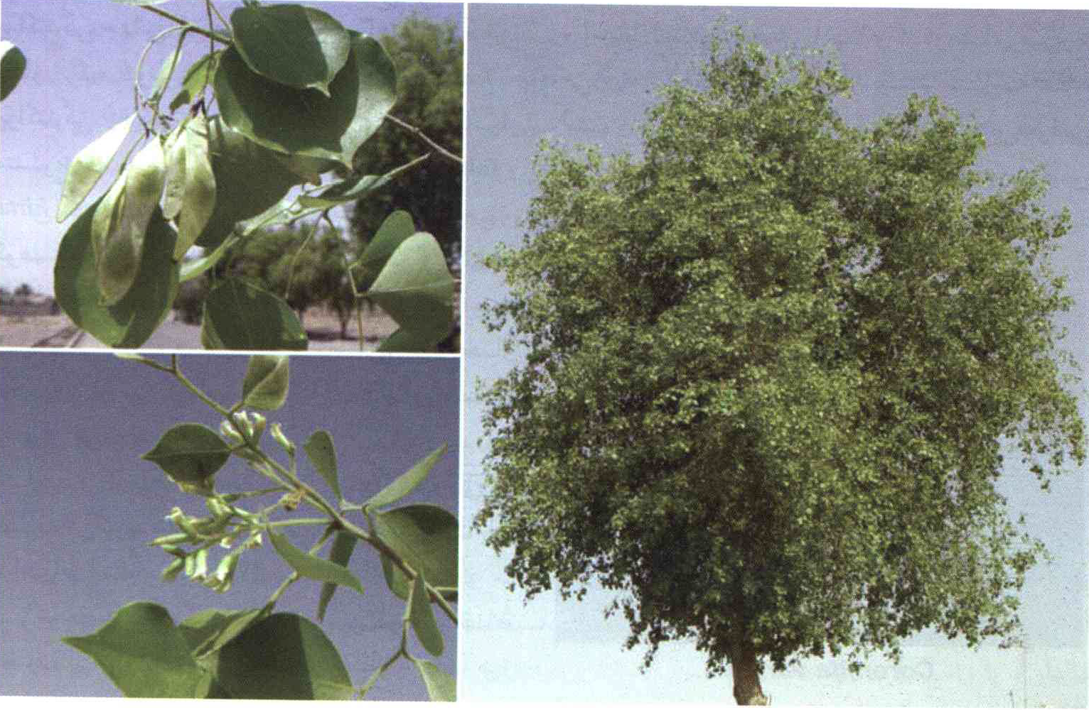 کود مناسب گیاه شیشم ، جک چیست و چه خاصیتی دارد؟ 3e82d87e8c8b419329762945a52fef462dc34a3b 14 - کود مناسب گیاه شیشم ، جک چیست و چه خاصیتی دارد؟