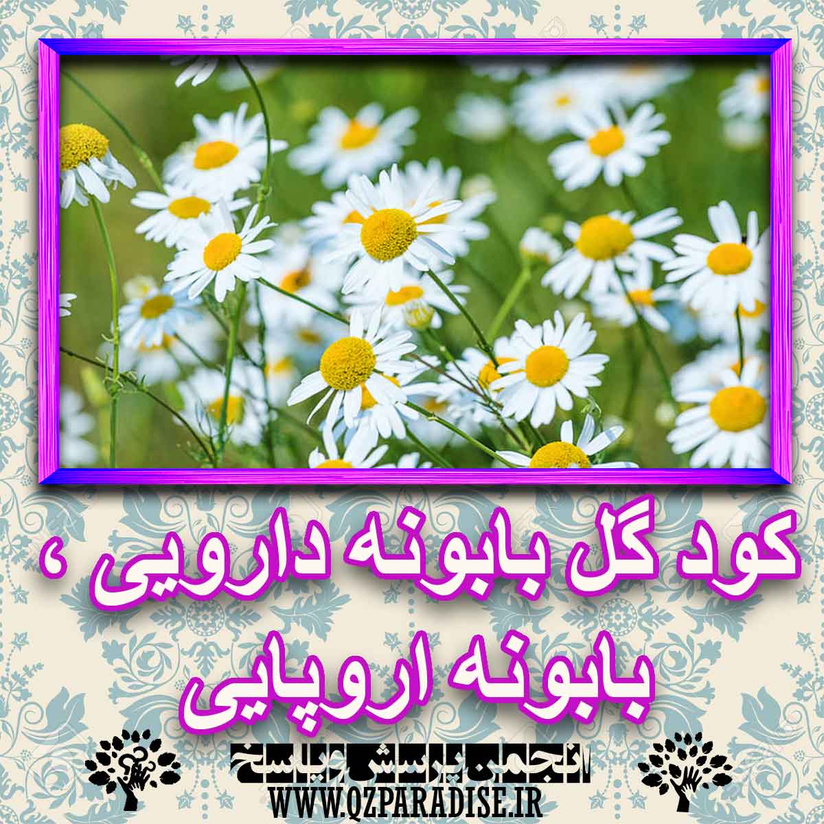 خواص استفاده از گل بابونه دارویی ، بابونه اروپایی را شرح دهید ؟ 3ea15dca0fa588cfba7fb408317c385eb0152dcf 227 - خواص استفاده از گل بابونه دارویی ، بابونه اروپایی را شرح دهید ؟