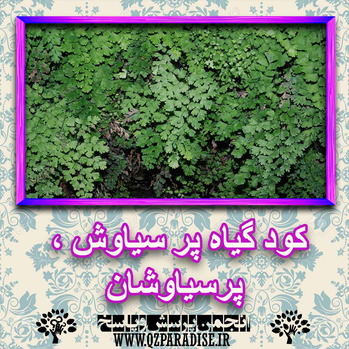 کود مناسب گیاه پر سیاوش ، پر سیاوشان چیست و چه خاصیتی دارد؟ 3ec49593ccf7109715bdbde8e33dcddbebe77335 227 - کود مناسب گیاه پر سیاوش ، پر سیاوشان چیست و چه خاصیتی دارد؟