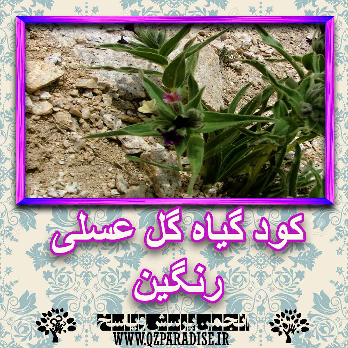 خواص استفاده از گیاه گل عسلی رنگین را شرح دهید ؟ 3eca1fd35a48834f9dff8810aa6d6d2c56cf7a50 227 - خواص استفاده از گیاه گل عسلی رنگین را شرح دهید ؟