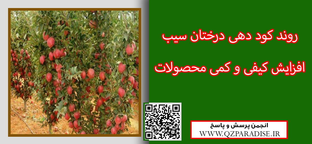 3eec56600d1d3032bd9ad53cba30e34b196ac56f 9 - روند کود دهی مناسب به درختان سیب در باروری و بهبود روند کیفی میوه سیب اطلاعاتی ارایه دهید ؟