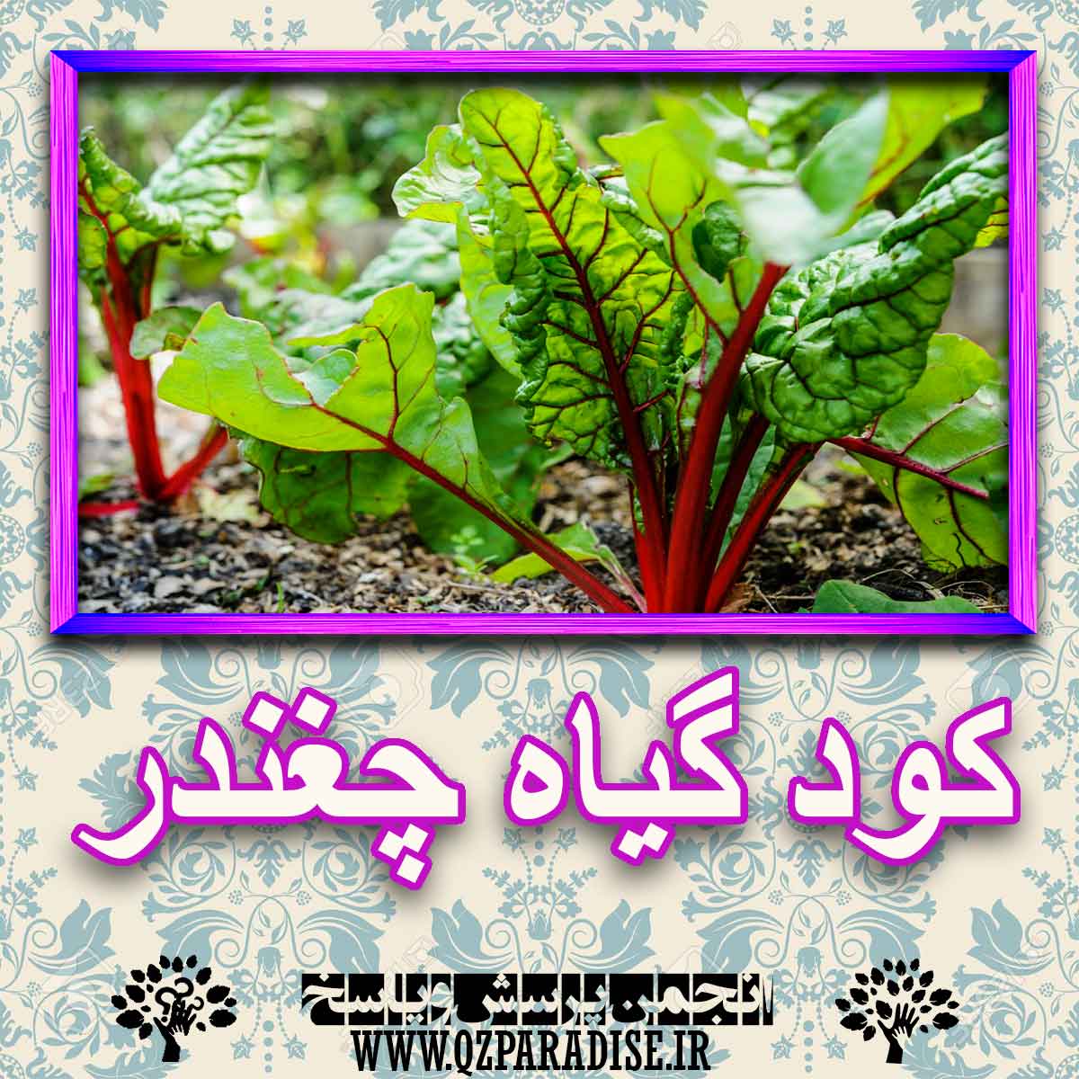 خواص استفاده از کود گیاه چغندر را شرح دهید ؟ 3ef0a129fe26ed3565bb1e9d4d1cafcbc1ef9a08 227 - خواص استفاده از کود گیاه چغندر را شرح دهید ؟