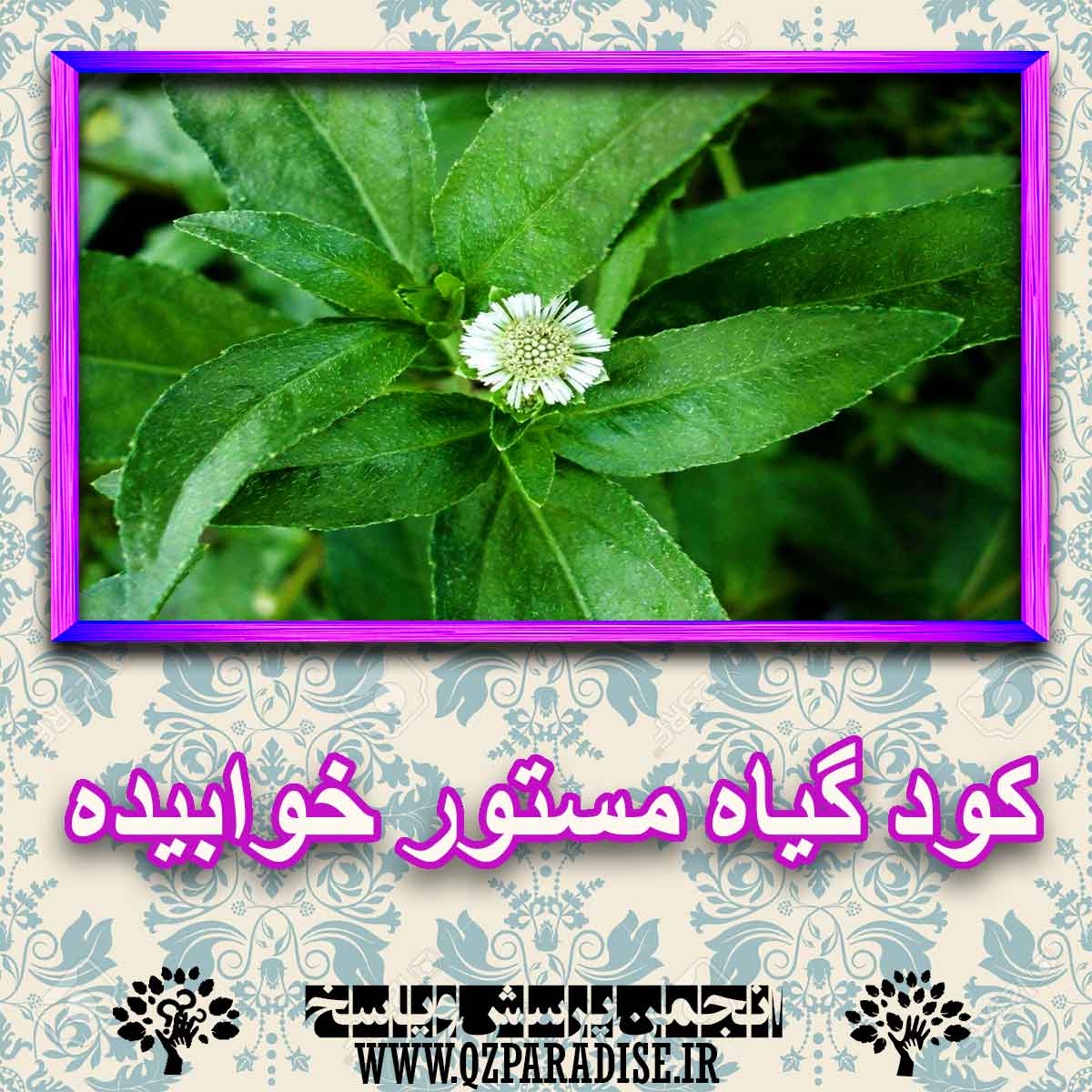 خواص استفاده از گیاه مستور خوابیده را شرح دهید ؟ 3f007e22058e919a75458b479bf36f30515b3dcc 227 - خواص استفاده از گیاه مستور خوابیده را شرح دهید ؟