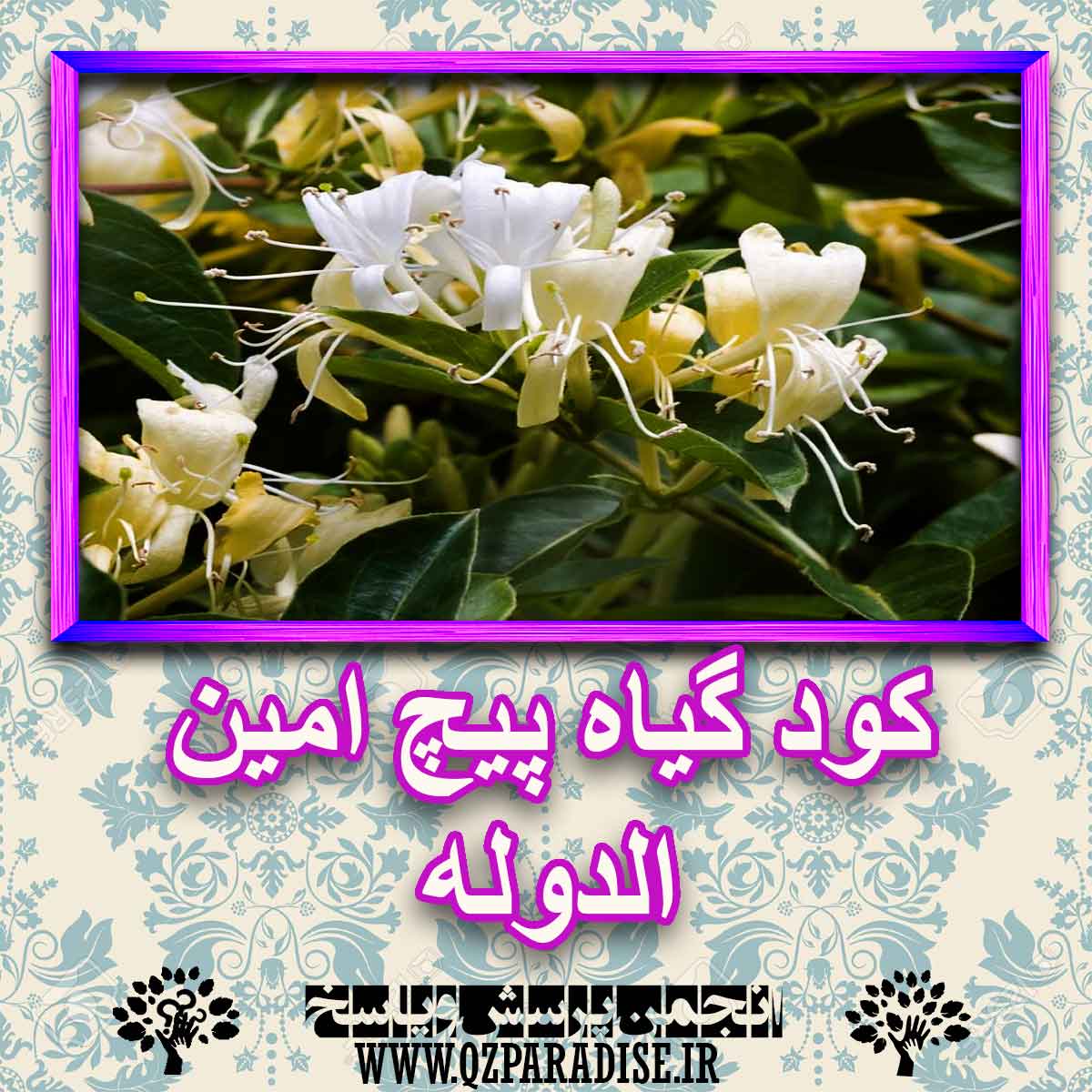 خواص استفاده از کود گیاه پیچ امین الدوله را شرح دهید ؟ 3f2e9370968aa4a0f68718439007af396dcfee43 227 - خواص استفاده از کود گیاه پیچ امین الدوله را شرح دهید ؟