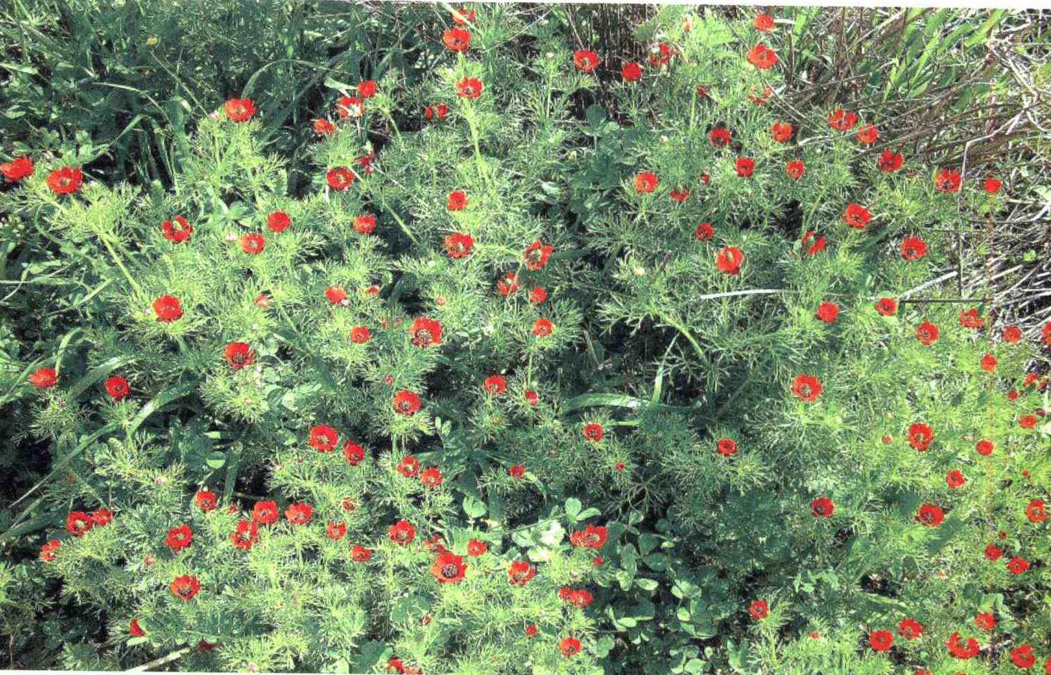 کود مناسب گیاه چشم خروس دانه ریز چیست و چه خاصیتی دارد؟ 40052d6f55ac20a3a024893a80ad8c66ceb74ba5 14 - کود مناسب گیاه چشم خروس دانه ریز چیست و چه خاصیتی دارد؟