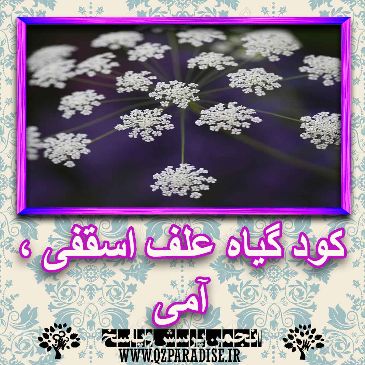 کود مناسب گیاه علف اسقفی ، آمی چیست و چه خاصیتی دارد؟ 4052f7dd11339ca26d376397409450356cfbe3ca 227 - کود مناسب گیاه علف اسقفی ، آمی چیست و چه خاصیتی دارد؟