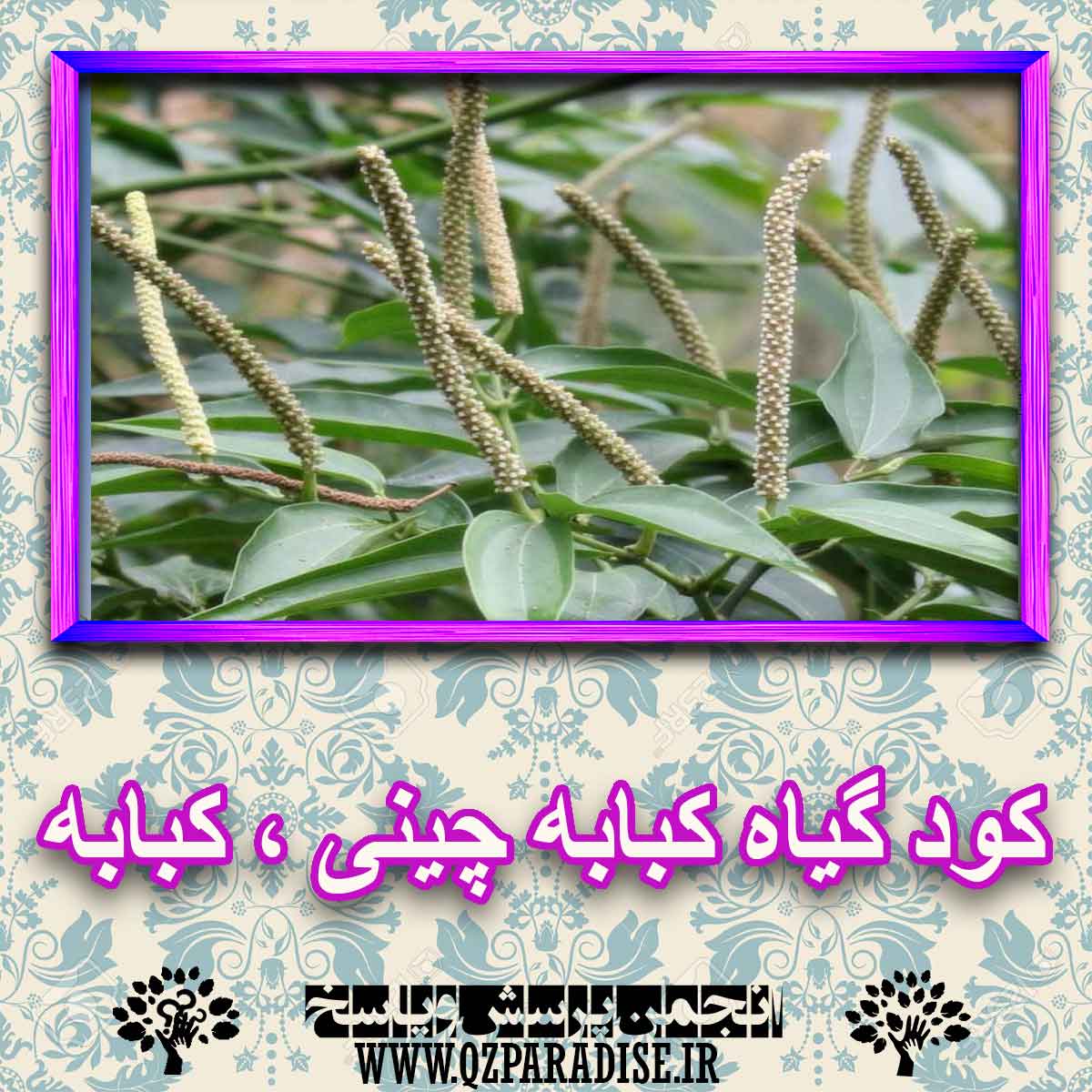 کود مناسب گیاه کبابه چینی ، کبابه چیست و چه خاصیتی دارد؟ 40a87ea386844f342eb663d17148d5751f9410c9 227 - کود مناسب گیاه کبابه چینی ، کبابه چیست و چه خاصیتی دارد؟