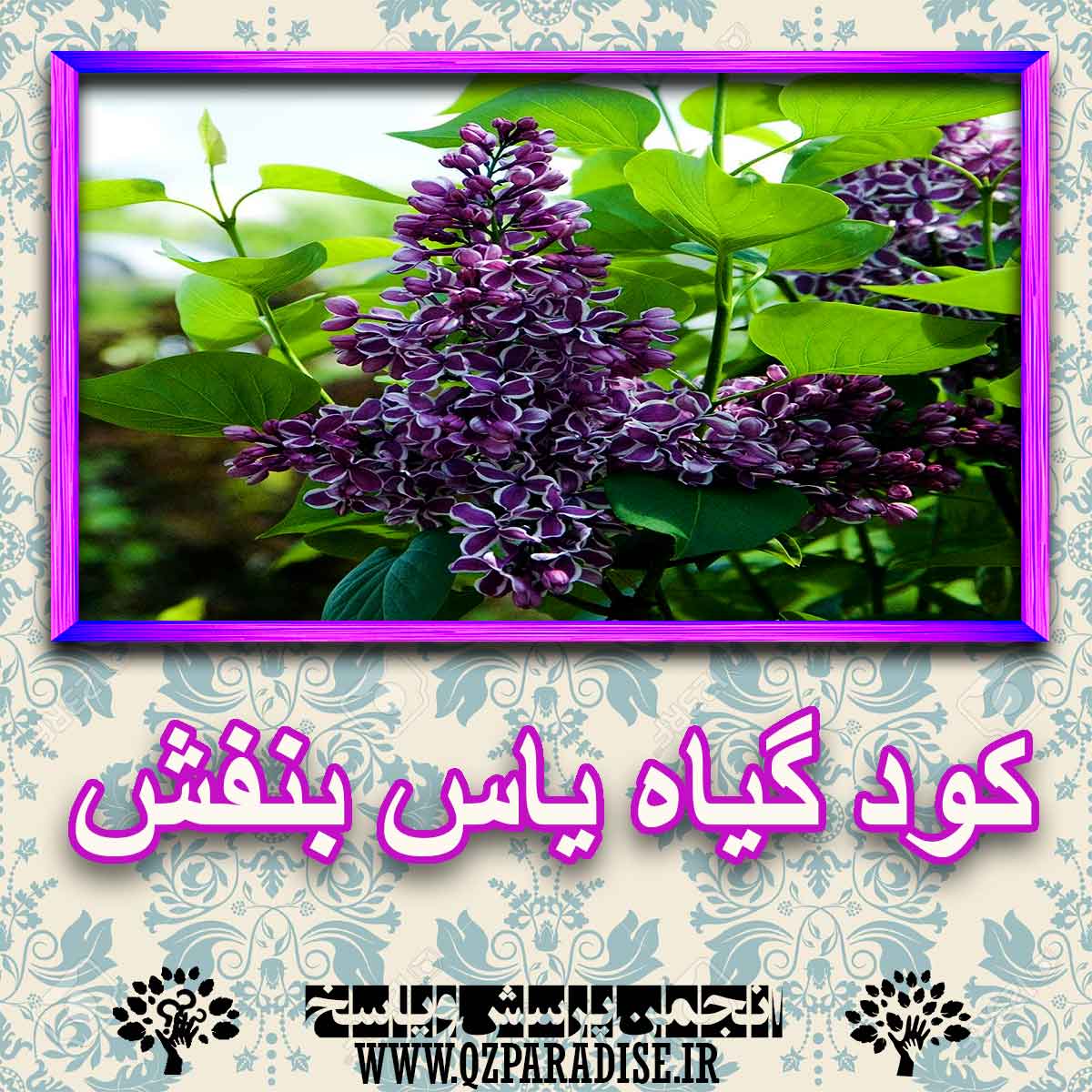 خواص استفاده از گیاه یاس بنفش شرح دهید ؟ 40b28705a988e8e18eed705f2edf6ad14b834e94 227 - خواص استفاده از گیاه یاس بنفش شرح دهید ؟