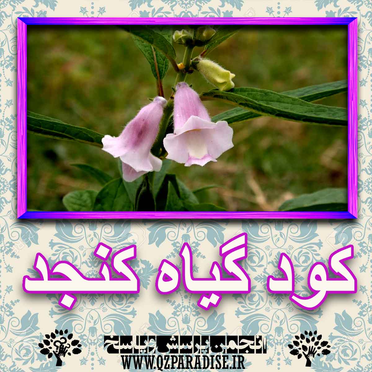 40ec948d7a9e6ed7b51682925155ae592a7d3e15 227 - کود مناسب گیاه کنجد چیست و چه خاصیتی دارد؟