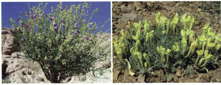 40f42d7117332db2c29e5f32681315ee2e285950 358 - خواص استفاده از گیاه بشقابی ، بشقابک را شرح دهید ؟