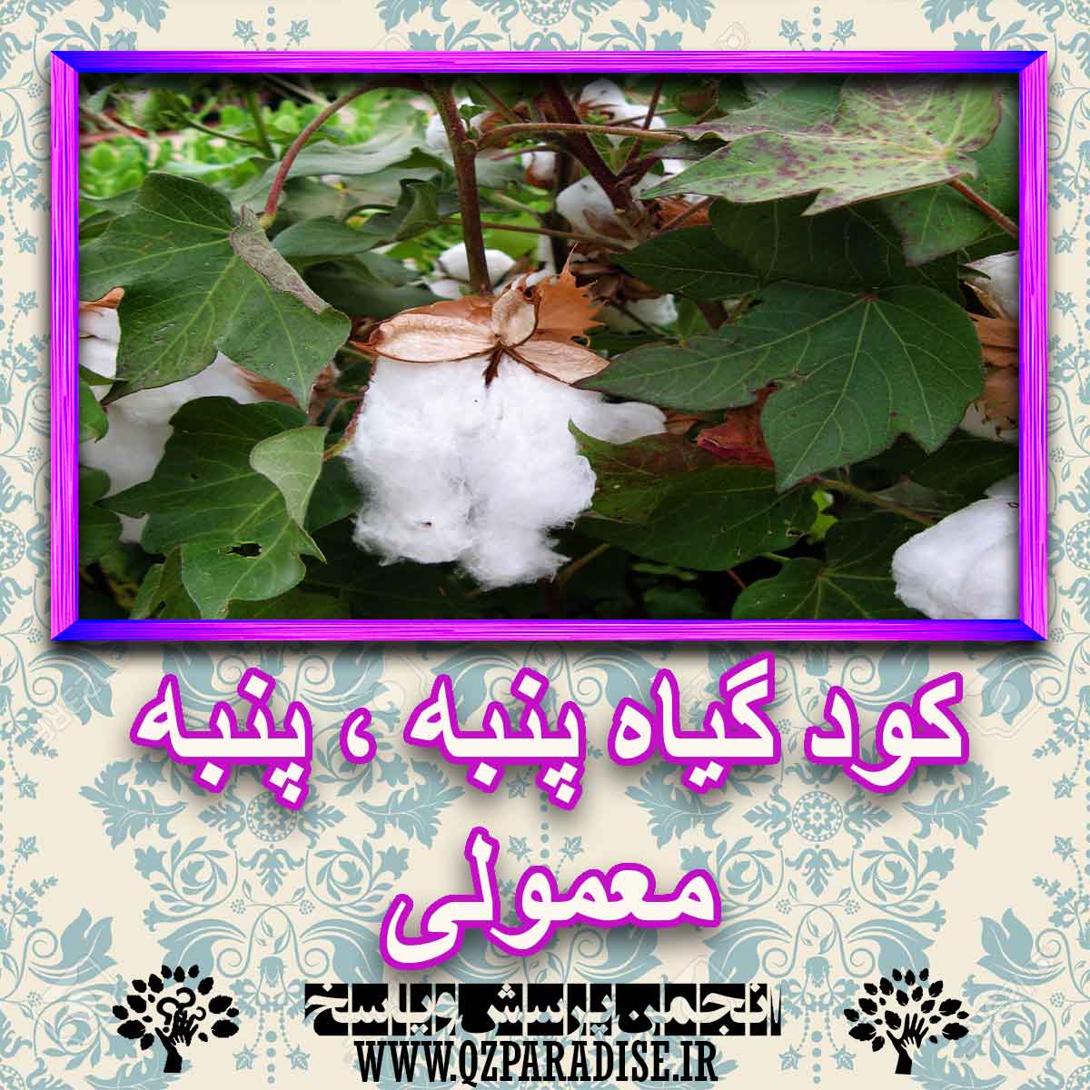 خواص استفاده از گیاه پنبه-پنبه-معمولی را شرح دهید ؟ 414f269e7aeae3f16d65d729c73dba928081a8a5 227 - خواص استفاده از گیاه پنبه-پنبه-معمولی را شرح دهید ؟