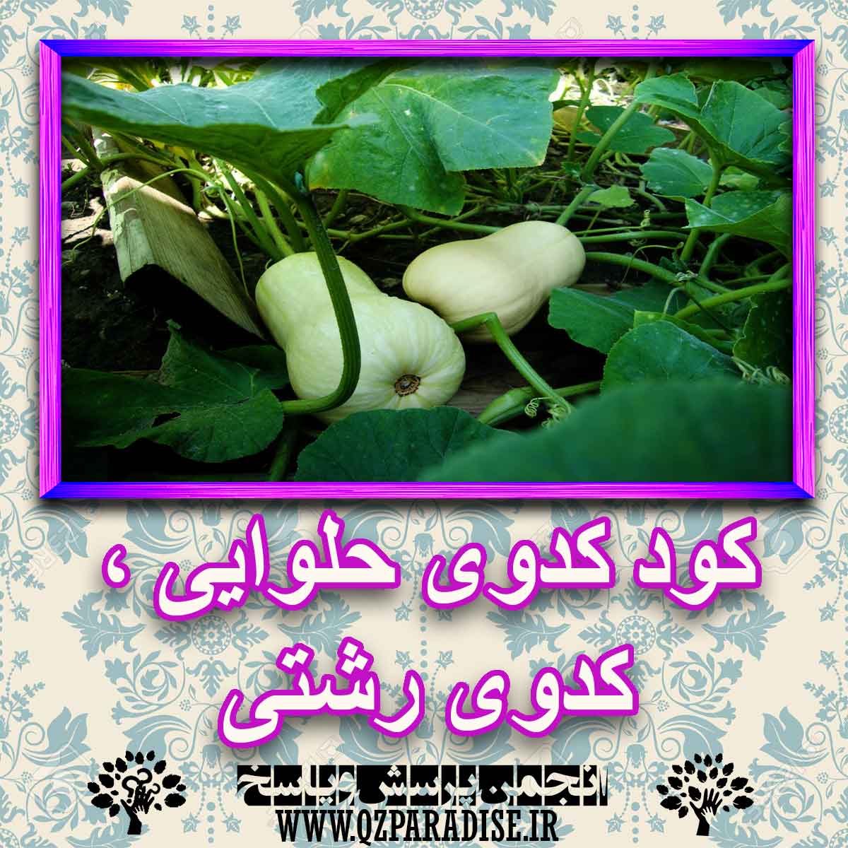 خواص استفاده از کود کدوی حلوایی ، کدوی رشتی را شرح دهید ؟ 4335febac4050de5831ae6a0a6744e96d96a44e8 227 - خواص استفاده از کود کدوی حلوایی ، کدوی رشتی را شرح دهید ؟