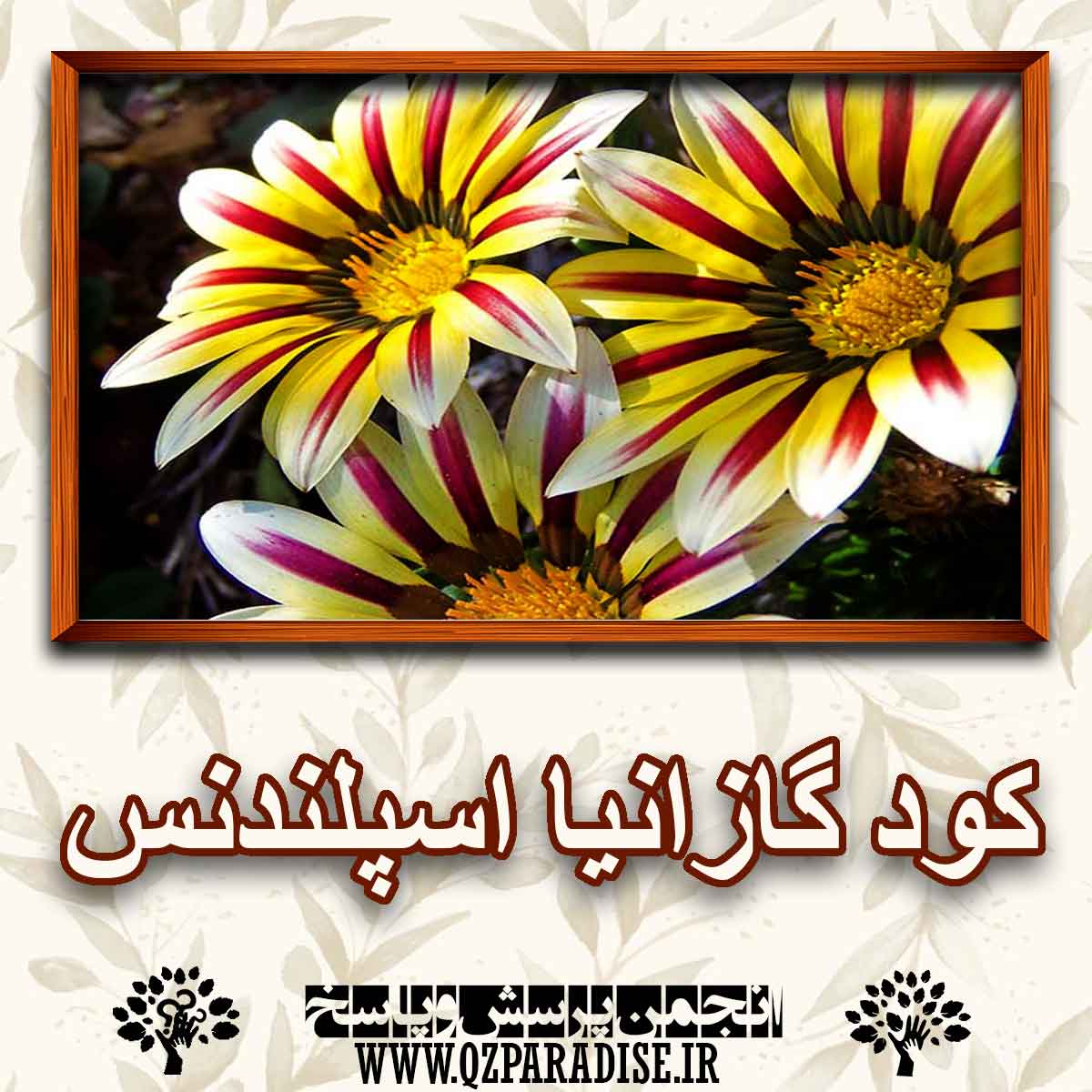 کود مناسب گیاه، گل گازانیا اسپلندنس را شرح دهید ؟ 44c8145eb375cafc69df23f9814fe32bc7a8b198 147 - کود مناسب گیاه، گل گازانیا اسپلندنس را شرح دهید ؟