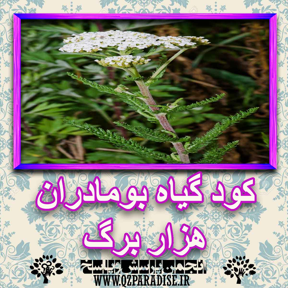 خواص استفاده از کود گیاه بومادران هزاربرگ را شرح دهید ؟ 453659c3c95b1aae10fe46802fab638984100d1d 227 - خواص استفاده از کود گیاه بومادران هزاربرگ را شرح دهید ؟