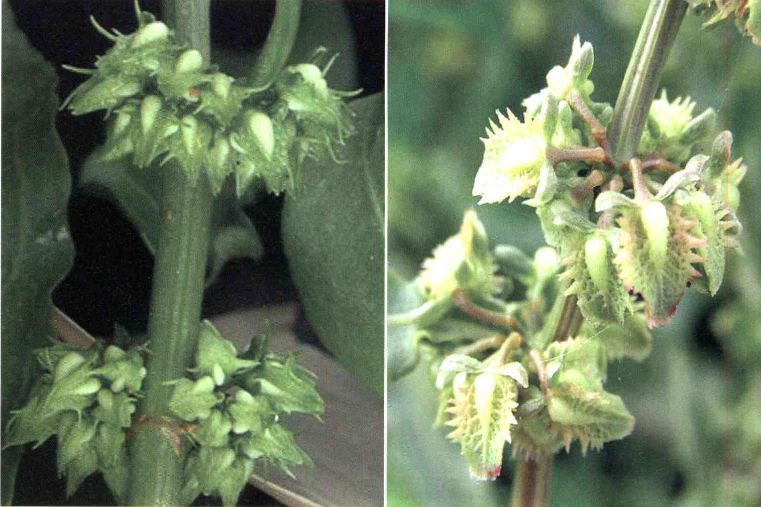 کود مناسب گیاه ترشک زیبا چیست و چه خاصیتی دارد؟ 466c4f793d2298392408cefbc17b0c32343f7520 14 - کود مناسب گیاه ترشک زیبا چیست و چه خاصیتی دارد؟