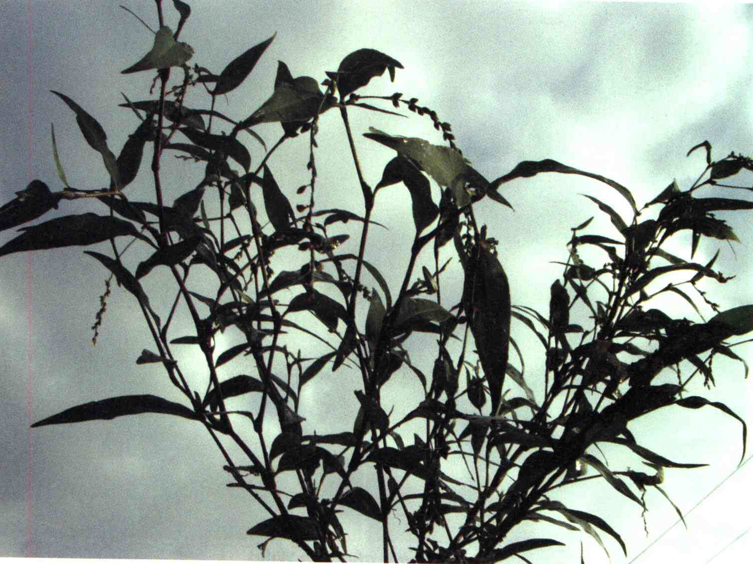 کود مناسب گیاه هفت بند گزنه آبی ، کر گزنه چیست و چه خاصیتی دارد؟ 4738b9494ca5f545408215133ddd402ea567d88a 14 - کود مناسب گیاه هفت بند گزنه آبی ، کر گزنه چیست و چه خاصیتی دارد؟