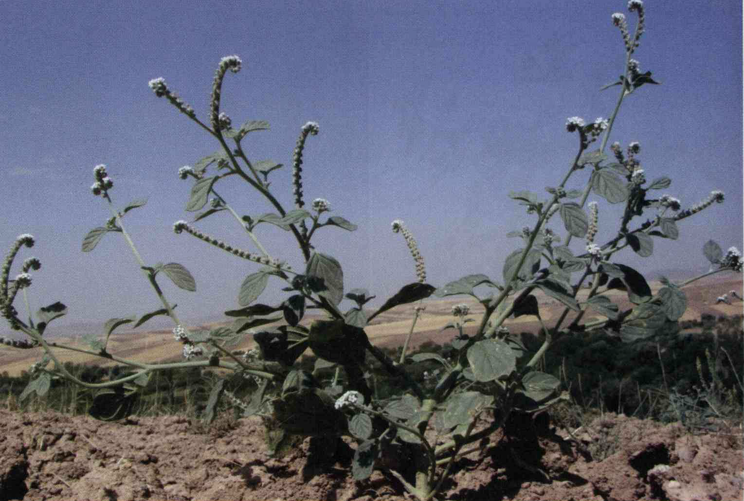 خواص استفاده از کود گل آفتابپرست اروپایی را شرح دهید ؟ 473a3d6dc84daa85e3a3cf979c61e2311454b347 14 - خواص استفاده از کود گل آفتابپرست اروپایی را شرح دهید ؟