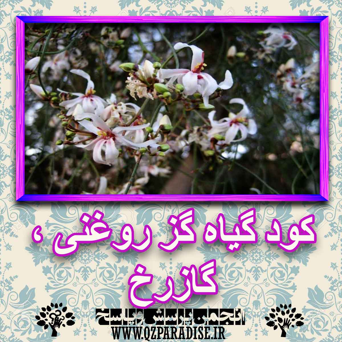 خواص استفاده از گیاه-گز-روغنی-گازرخ را شرح دهید ؟ 4839485c7b13c89479b9aaf0ede0f42c1f8d8caf 227 - خواص استفاده از گیاه-گز-روغنی-گازرخ را شرح دهید ؟