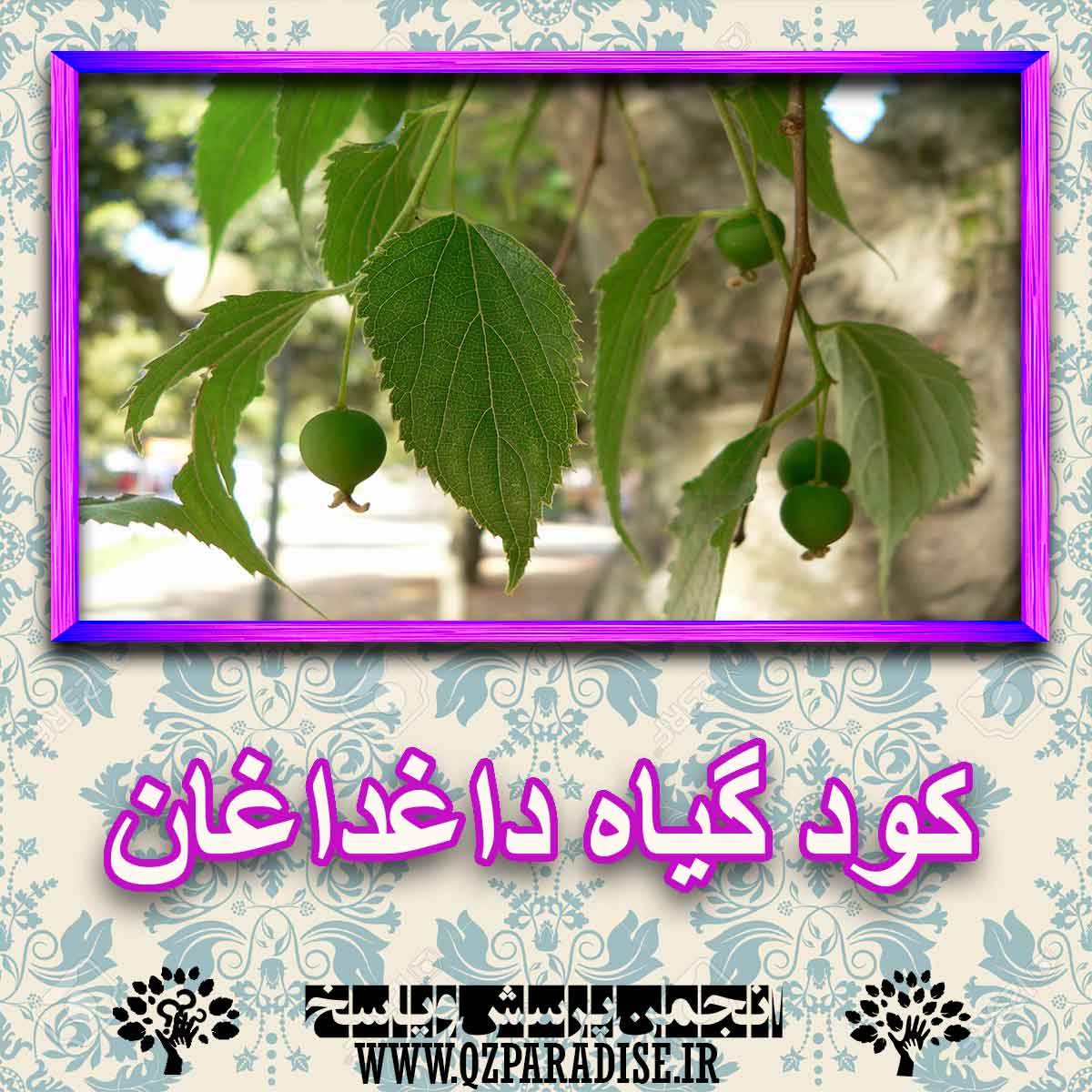 کود مناسب گیاه داغداغان چیست و چه خاصیتی دارد؟ 48f678e923bc2b48d032baa08c67705bf593ec7c 227 - کود مناسب گیاه داغداغان چیست و چه خاصیتی دارد؟