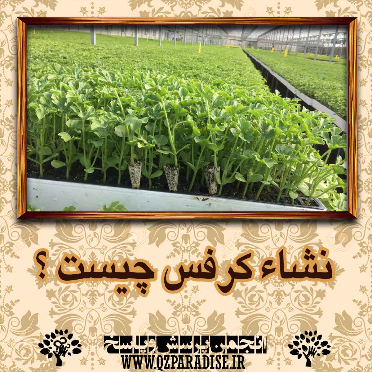 49efbd527ab93d19072958f7447630180f048806 14 - نشاء کرفس چیست ؟ شرح دهید .