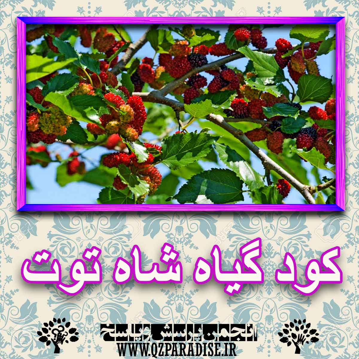 خواص استفاده از گیاه-شاه-توت را شرح دهید ؟ 4a71084168a9b60d98b5be4effd0c8ae356e3ba2 227 - خواص استفاده از گیاه-شاه-توت را شرح دهید ؟