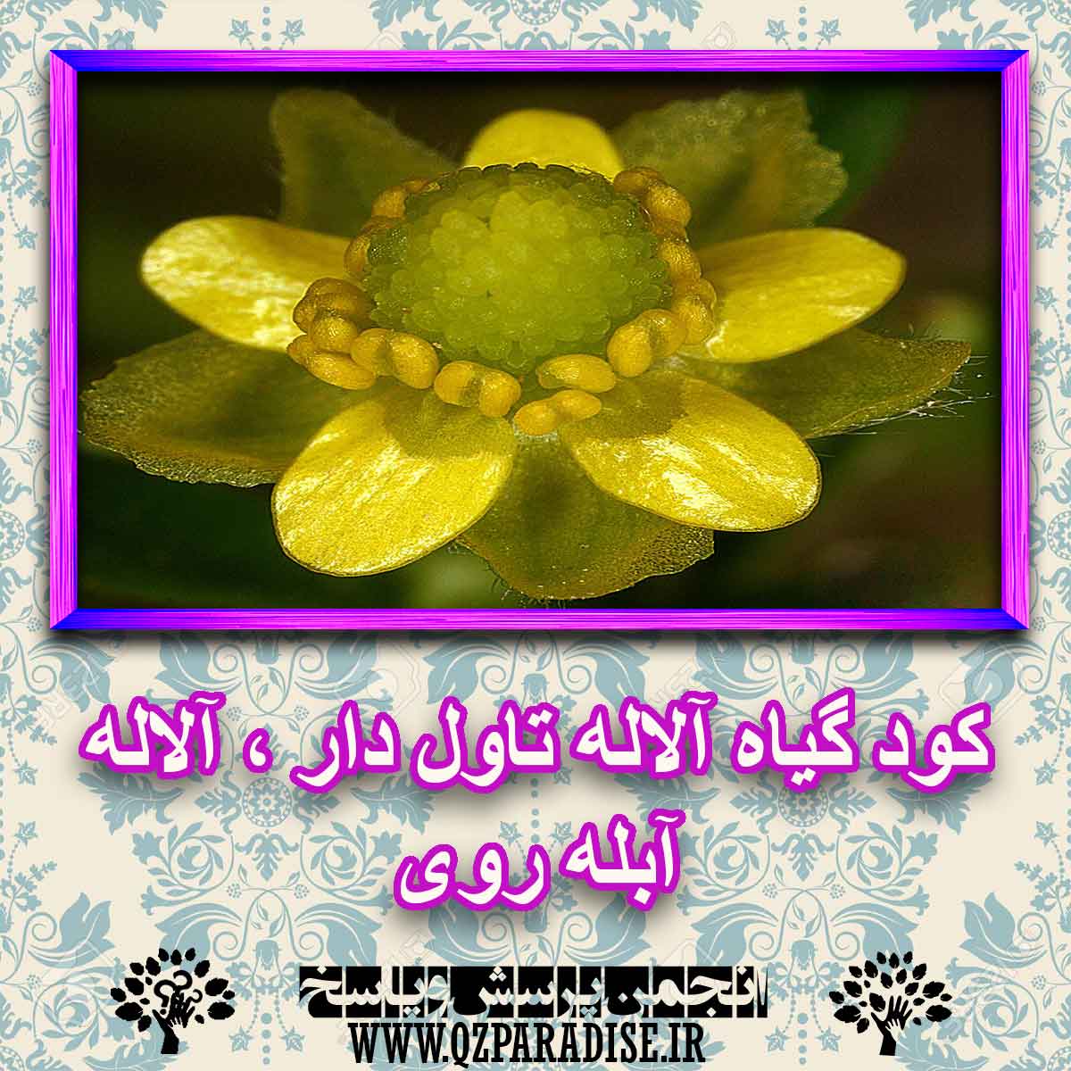 کود مناسب گیاه آلاله تاول دار ، آلاله آبله روی چیست و چه خاصیتی دارد؟ 4ad61aa5e02f666a5078d3ff2c2fda74d1e49a5d 227 - کود مناسب گیاه آلاله تاول دار ، آلاله آبله روی چیست و چه خاصیتی دارد؟