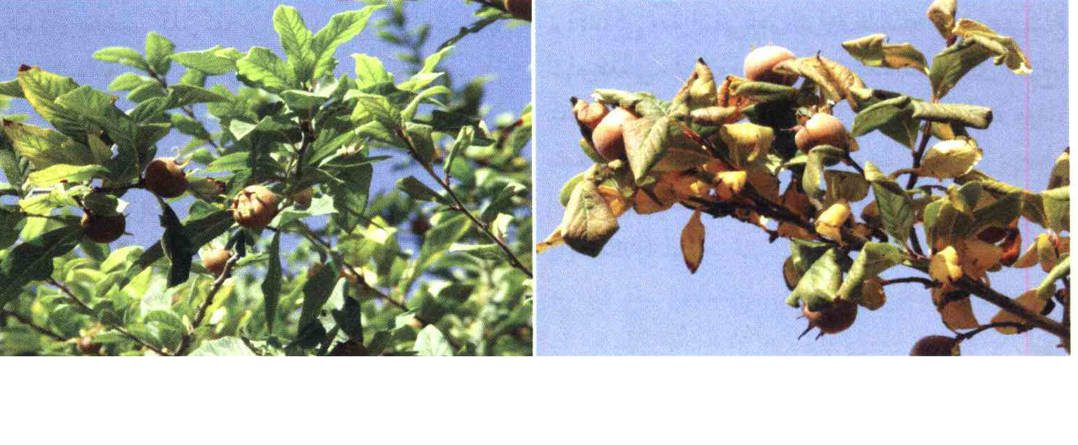 کود مناسب گیاه ازگیل چیست و چه خاصیتی دارد؟ 4bc8ad2b8b35e1a88771b6565d238ddfc65a7c38 14 - کود مناسب گیاه ازگیل چیست و چه خاصیتی دارد؟