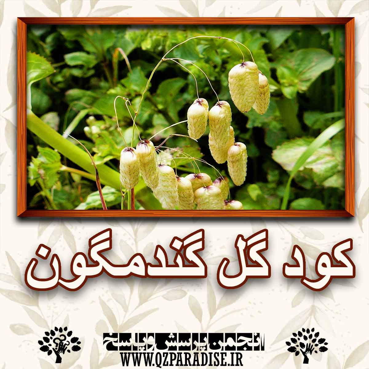 خواص و فواید کود گل گندمگون را شرح دهید ؟ 4bd99b92876192eb9647ac62d0922cee783ac66d 227 - خواص و فواید کود گل گندمگون را شرح دهید ؟