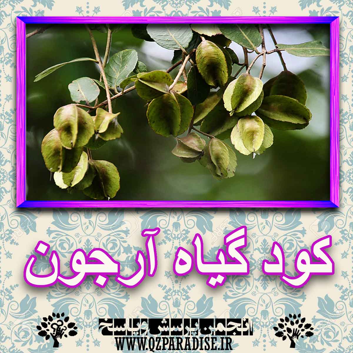 خواص استفاده از کود گل آرجون را شرح دهید ؟ 4c5cea0dada5692e274f1e9c3b4723a7bfc95c02 227 - خواص استفاده از کود گل آرجون را شرح دهید ؟