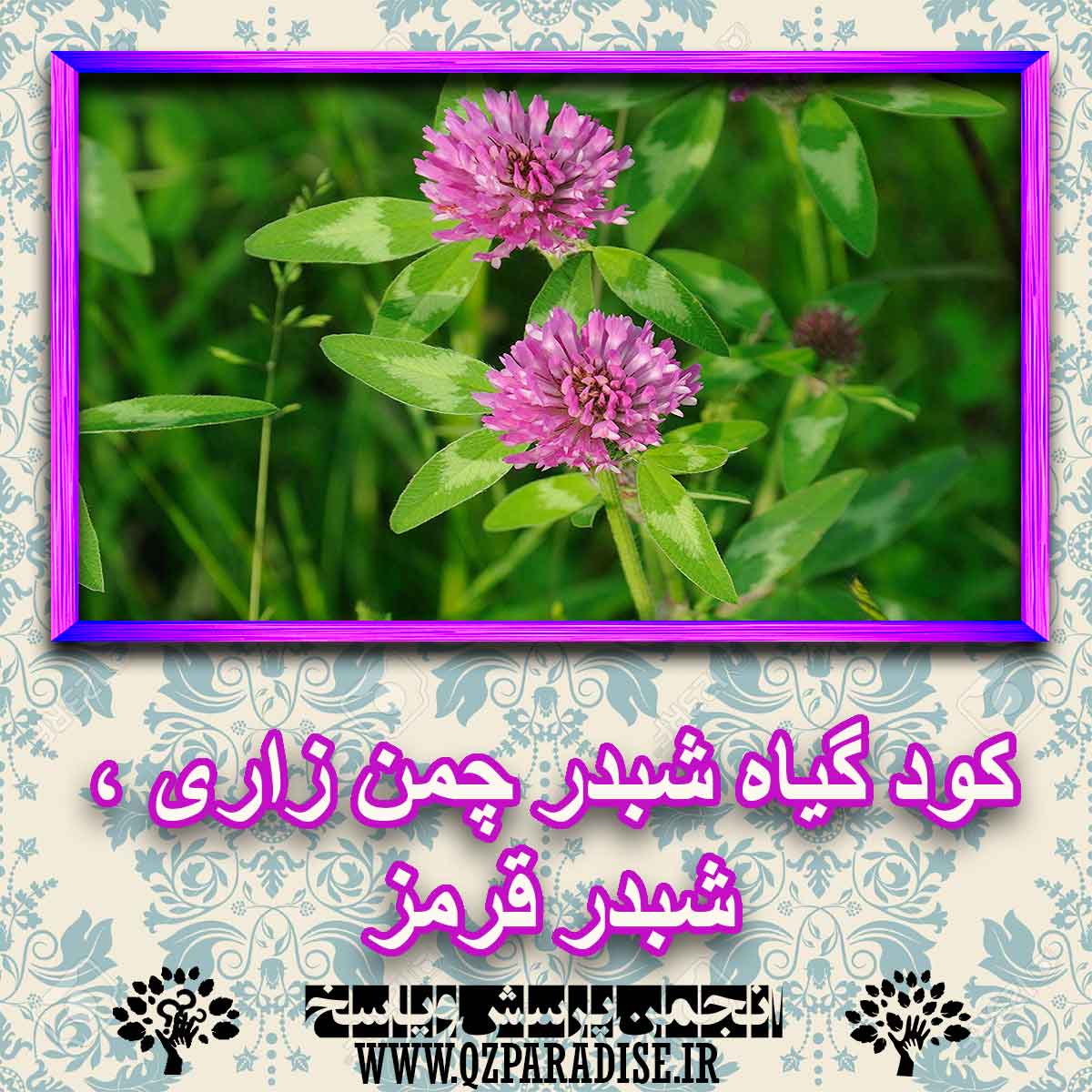 کود مناسب گیاه شبدر چمن زاری ، شبدر قرمز چیست و چه خاصیتی دارد؟ 4c7e1730e4d4167f0d03aa6c9fba82a19b434f3d 227 - کود مناسب گیاه شبدر چمن زاری ، شبدر قرمز چیست و چه خاصیتی دارد؟