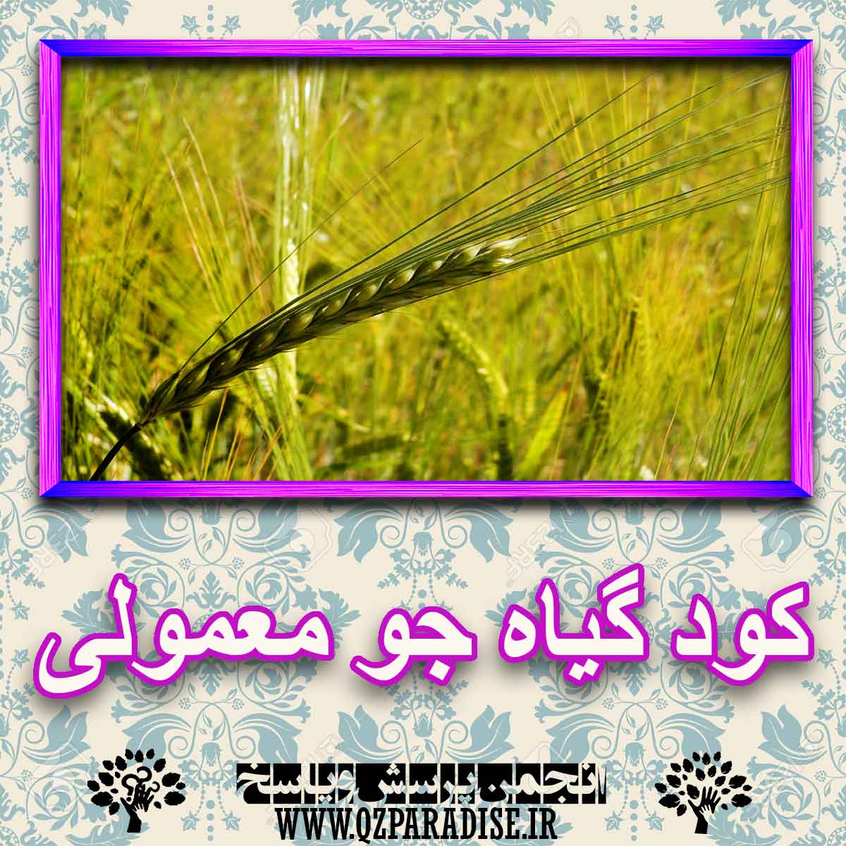 خواص استفاده از -گیاه-جو-معمولی را شرح دهید ؟ 4c7e89c3ff4d60bdd99b7eeb795538e02e510c3f 227 - خواص استفاده از -گیاه-جو-معمولی را شرح دهید ؟