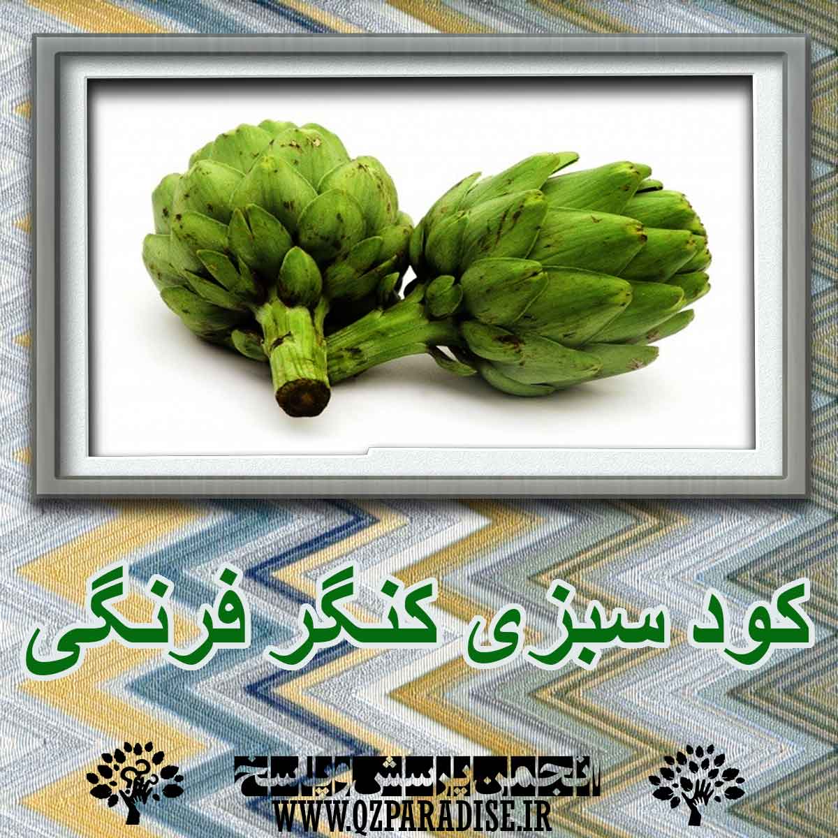 کود سبزی کنگر فرنگی ؟ چه کاربردی دارد؟ 4c95c64b9ecd8ea77999850c60a0982d45a6f6c9 227 - کود سبزی کنگر فرنگی ؟ چه کاربردی دارد؟