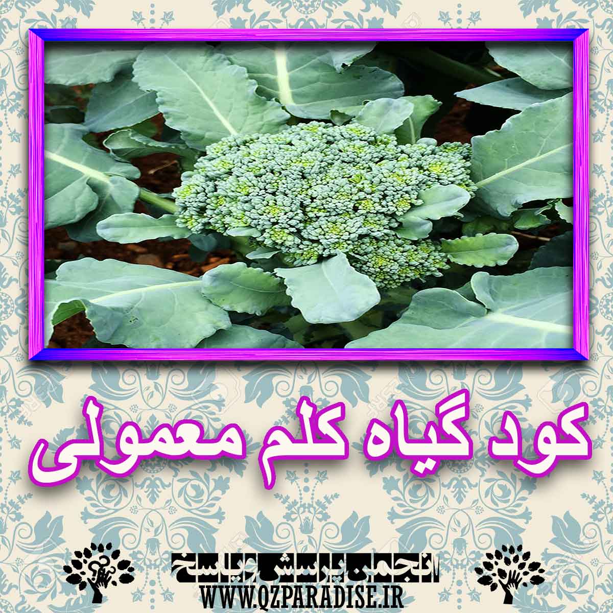 خواص استفاده از کود گیاه کلم معمولی را شرح دهید ؟ 4c9a18cd914368cb12876ab6f08b05a9eece1754 227 - خواص استفاده از کود گیاه کلم معمولی را شرح دهید ؟