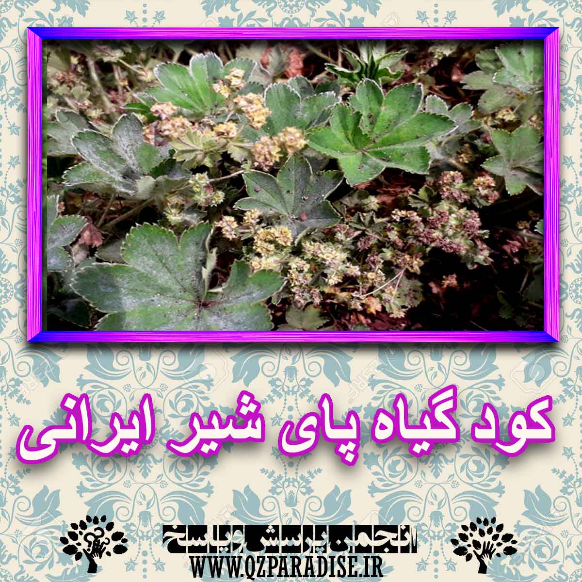 کود مناسب گیاه پای شیر ایرانی چیست و چه خاصیتی دارد؟ 4d0b936eda69f309f9e1bcc021945adcaaad042e 227 - کود مناسب گیاه پای شیر ایرانی چیست و چه خاصیتی دارد؟