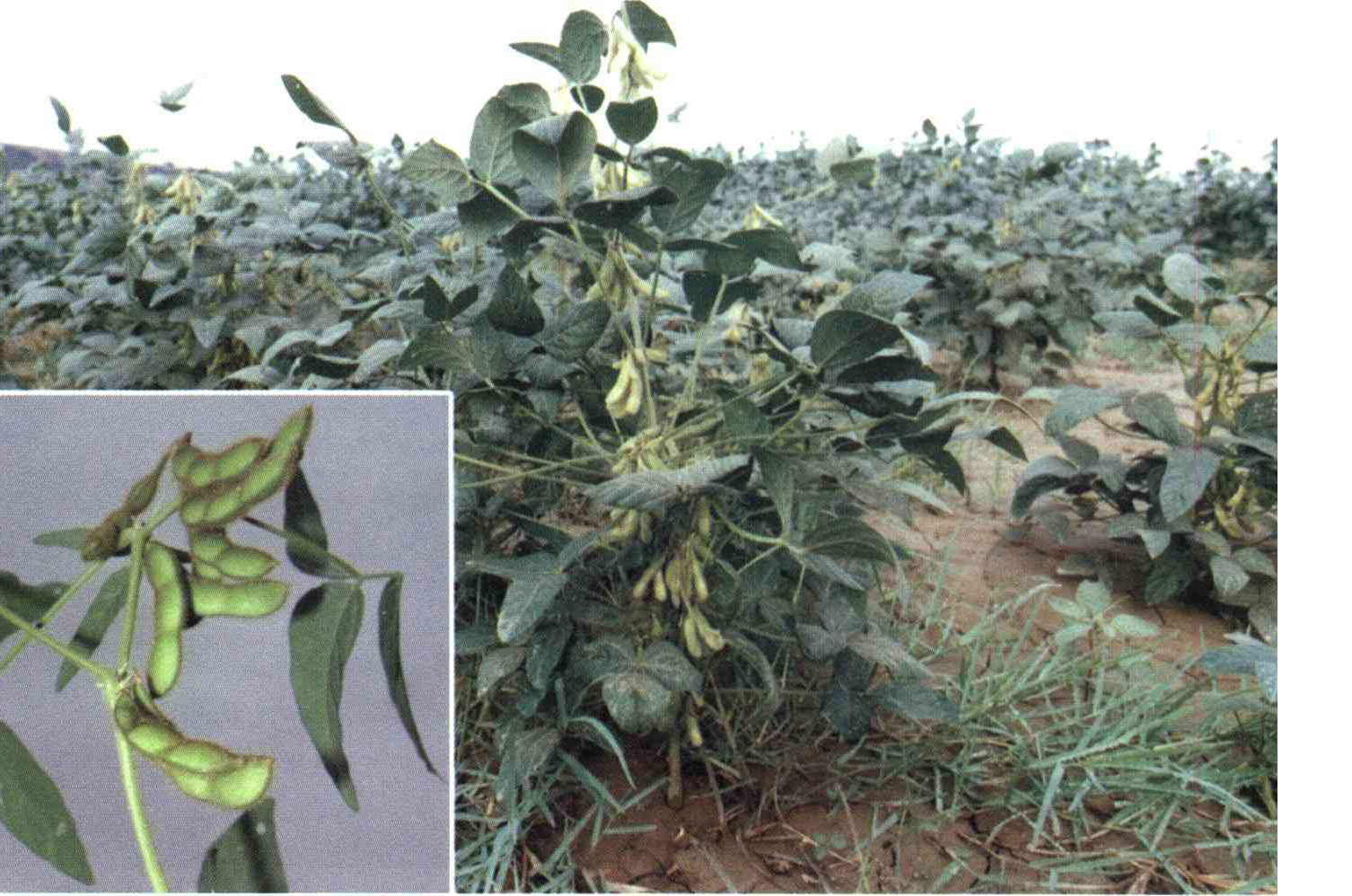 کود مناسب گیاه لوبیای روغنی ، سویا چیست و چه خاصیتی دارد؟ 4d1c981f9536def244b467afbb51b9e9f8eee314 14 - کود مناسب گیاه لوبیای روغنی ، سویا چیست و چه خاصیتی دارد؟