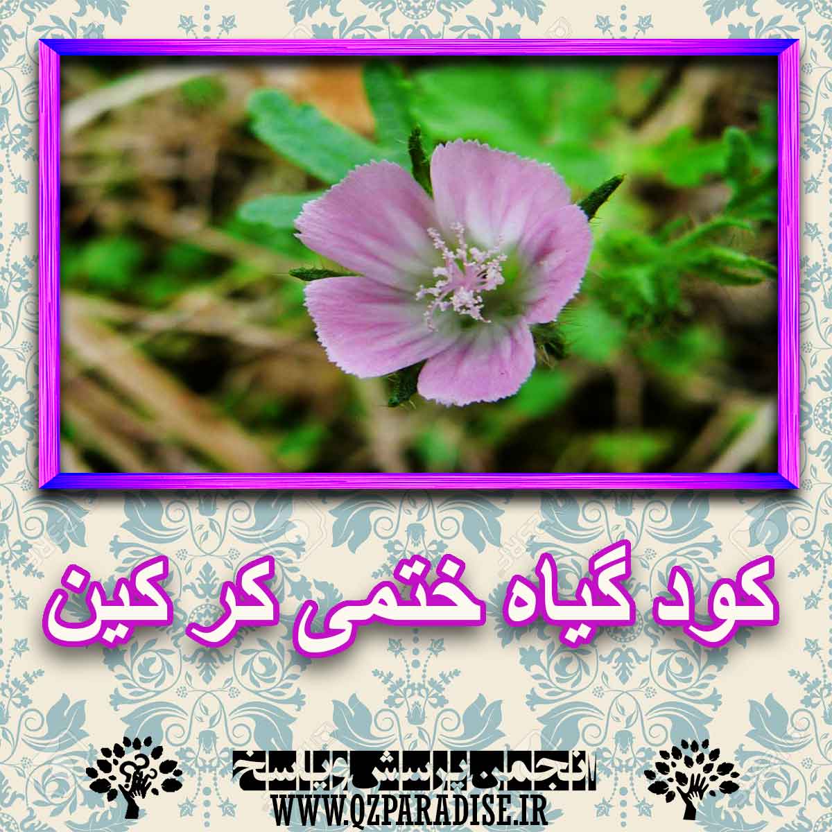 خواص استفاده از گیاه-ختمی-کر-کین را شرح دهید ؟ 4d92c58860bf0219569d79bc0046ae22d9d4898b 227 - خواص استفاده از گیاه-ختمی-کر-کین را شرح دهید ؟