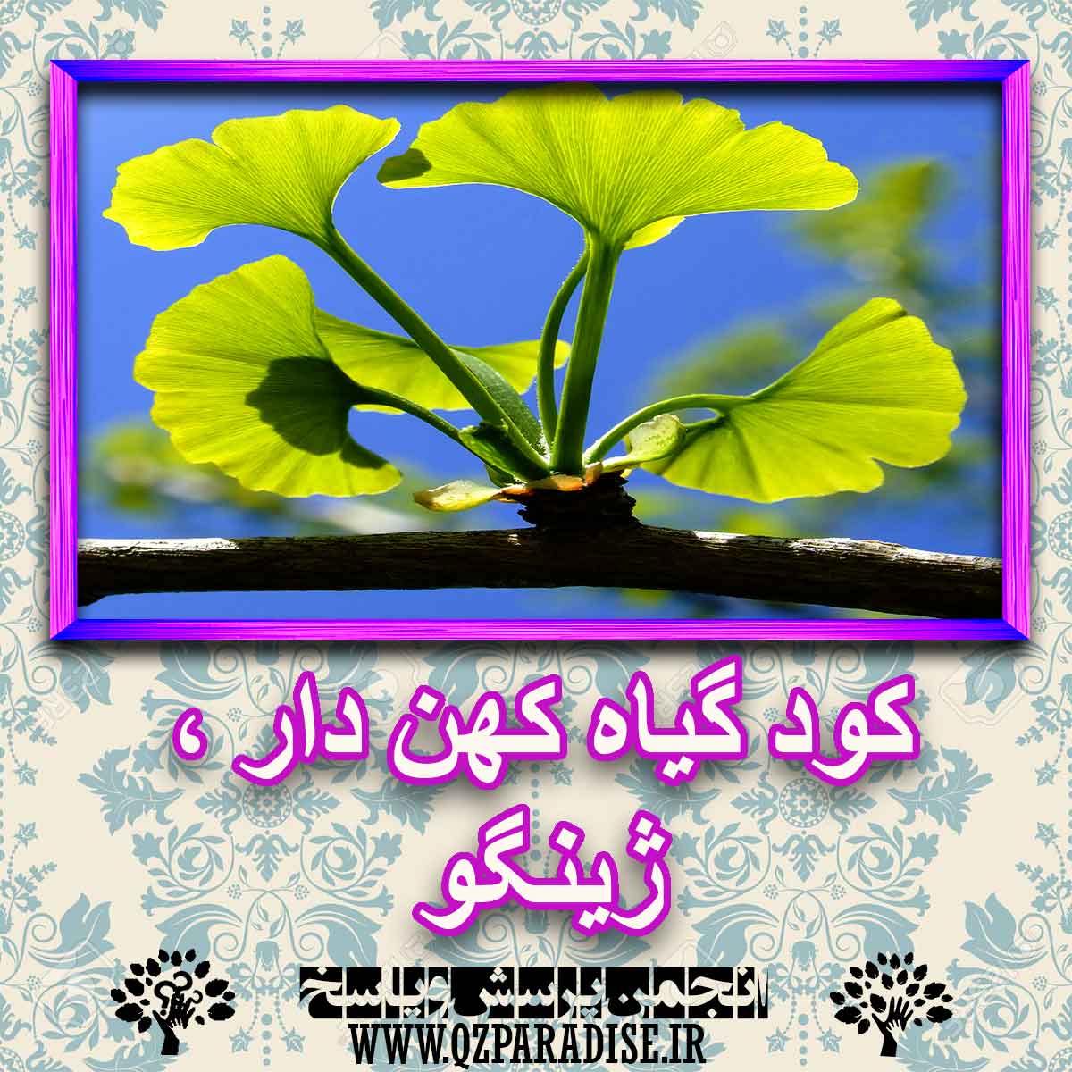 خواص استفاده از کود گیاه کهن دار ، ژینگو شرح دهید ؟ 4dc7b0e40bc637e9a40d8753c95fcbb1ab5df6de 227 - خواص استفاده از کود گیاه کهن دار ، ژینگو شرح دهید ؟