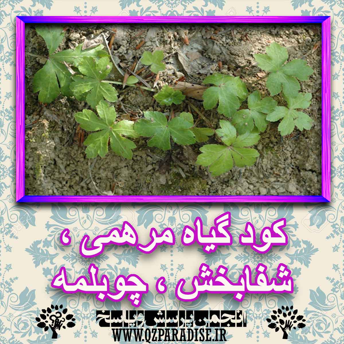 کود مناسب گیاه مرهمی ، شفابخش ، چوبلمه چیست و چه خاصیتی دارد؟ 4e27328d0838addcc1f246fb06588e46eea51d28 227 - کود مناسب گیاه مرهمی ، شفابخش ، چوبلمه چیست و چه خاصیتی دارد؟