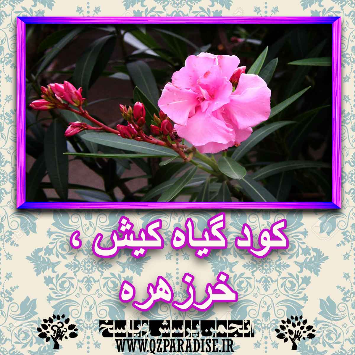 خواص استفاده از کود گیاه کیش ، خرزهره شرح دهید ؟ 4ef54a0b2adc1fc99b7b8637e16d42f88e3c58a7 227 - خواص استفاده از کود گیاه کیش ، خرزهره شرح دهید ؟