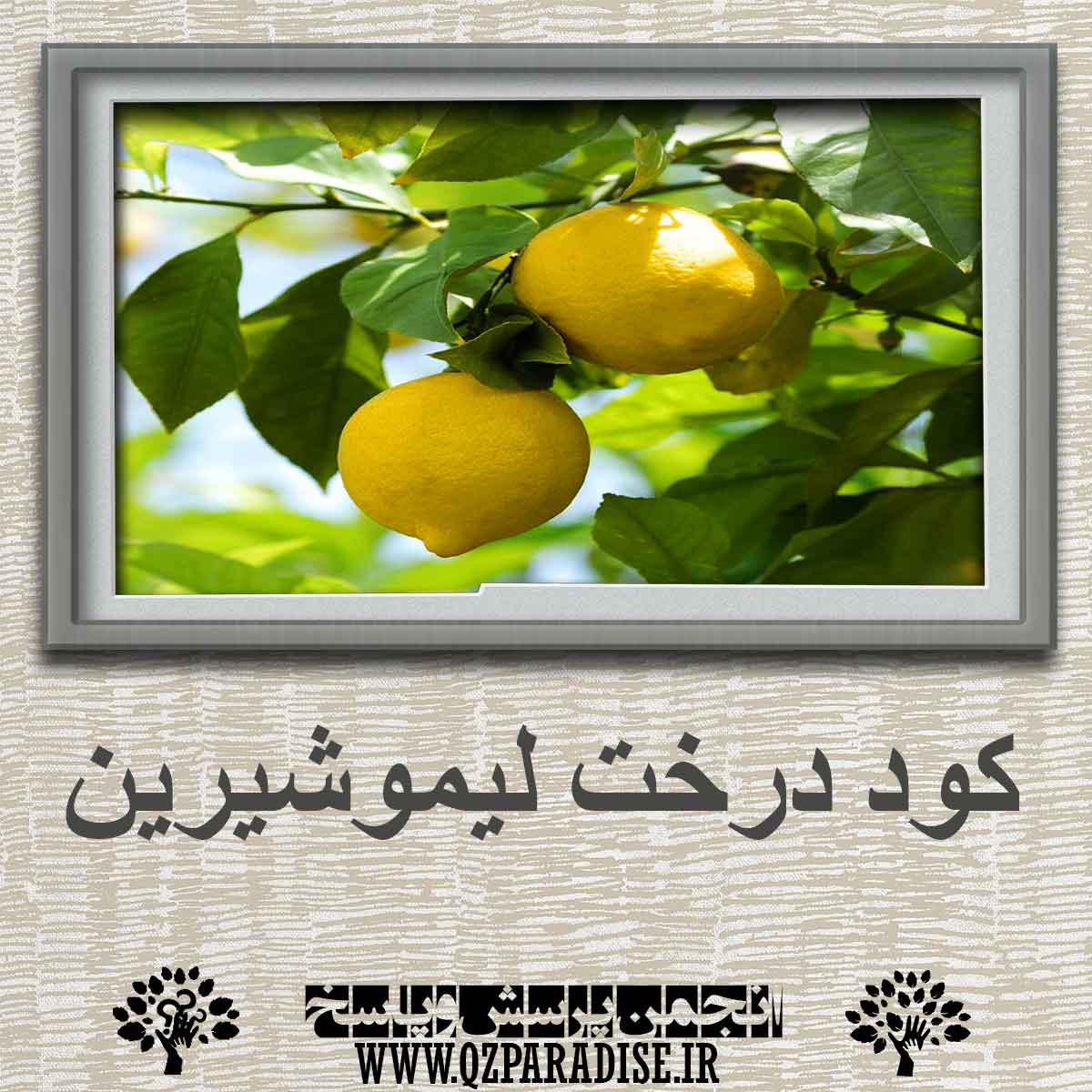 4f1fdd7edfb5186ab9c3eb50fc2c90ea5a415b1c 290 - کود درخت لیمو شیرین چه کوی است؟