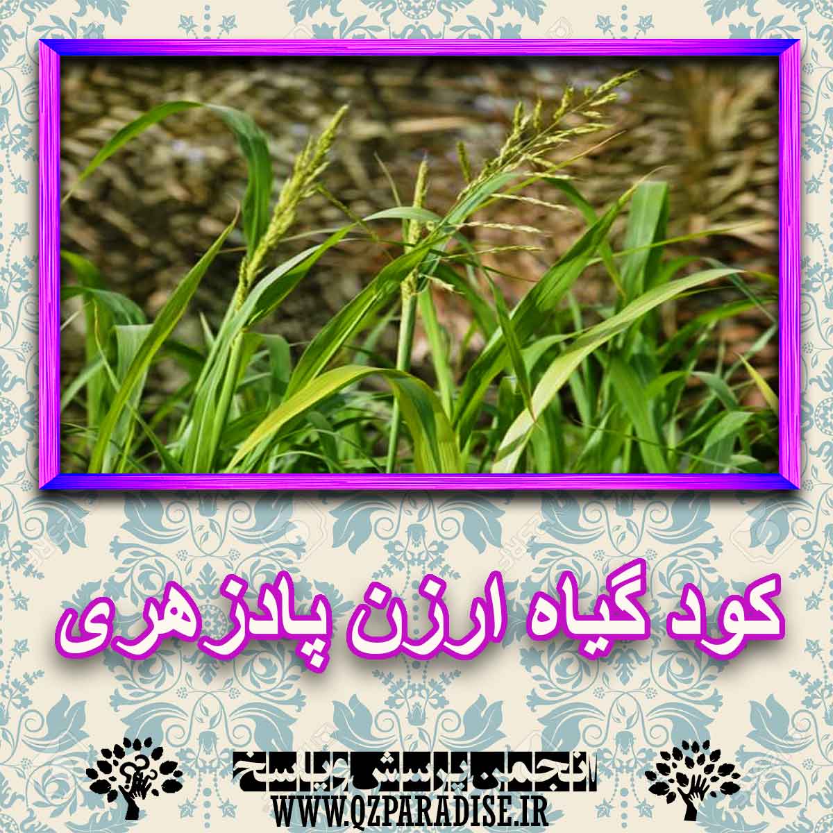خواص استفاده از گیاه ارزن پادزهری را شرح دهید ؟ 4fa859e8242080a9ea259ad4318346ecb751dfa4 227 - خواص استفاده از گیاه ارزن پادزهری را شرح دهید ؟