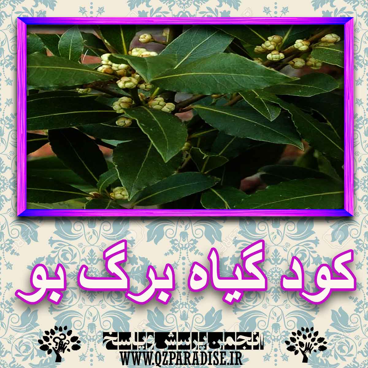 خواص استفاده از گیاه برگ بو را شرح دهید ؟ 4faf78d57ab69ebf27667f58767bd2eb3e00adaf 227 - خواص استفاده از گیاه برگ بو را شرح دهید ؟