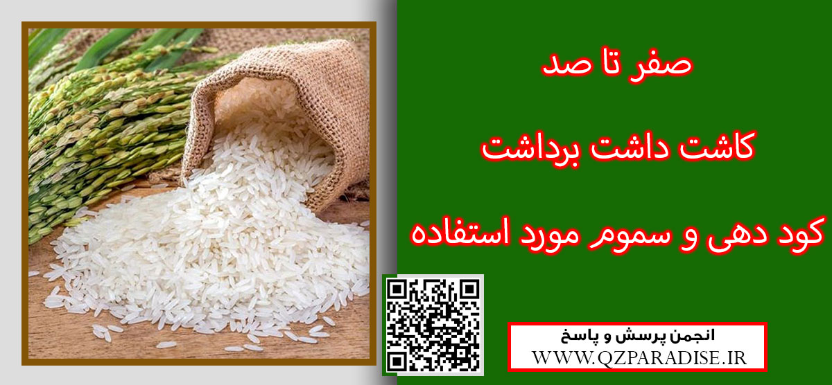 4fbea8221d3ca901a8b2a95f963a35bda1934e6a 61 - اطلاعات جامع در رابطه با محصول برنج نحوه کاشت و تمامی موضوعات مورد توجه