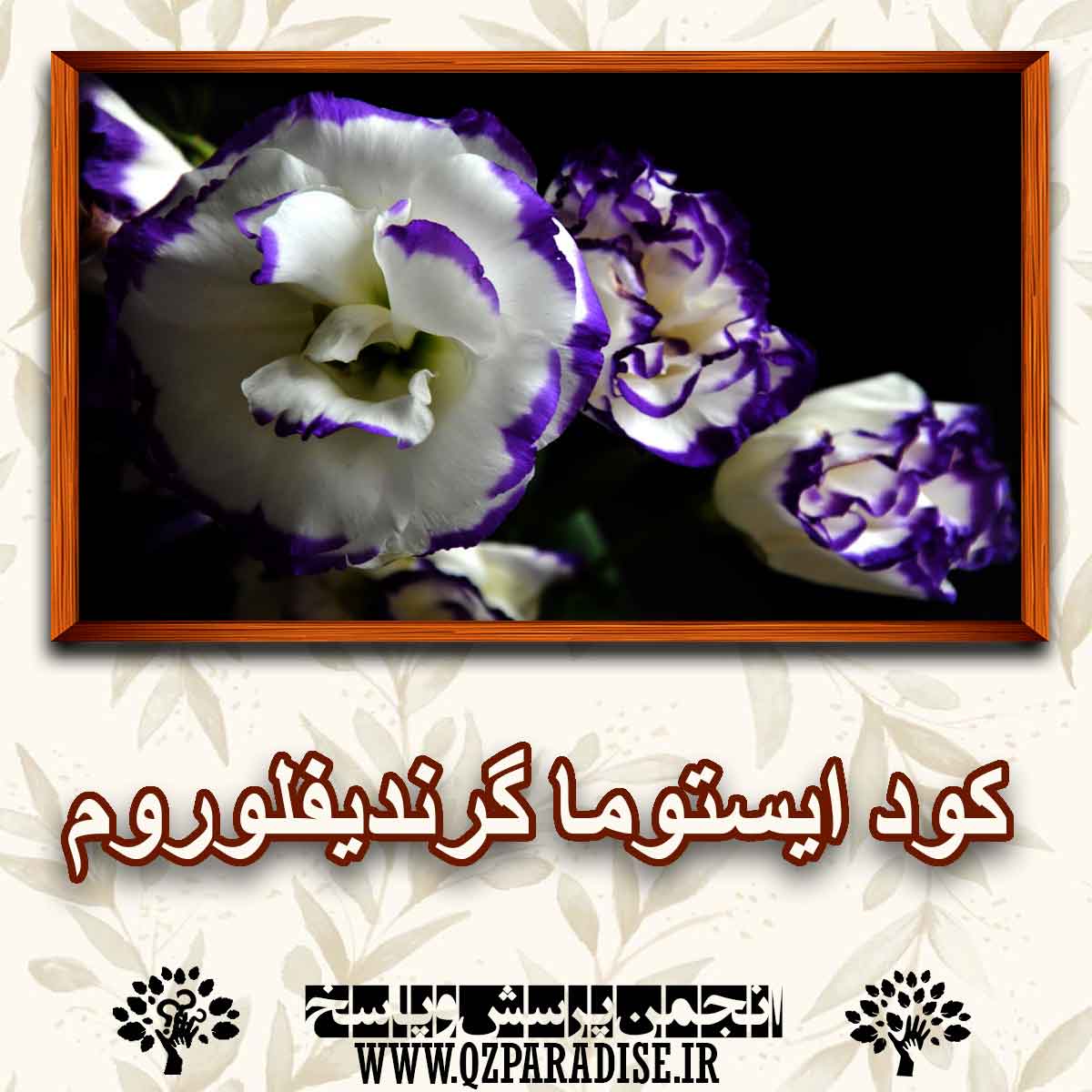 5055eb4d1c67a98fe6e2bd84ecee268167f6e7da 290 - کود ایستوما  گرندیفلوروم چه کودی است؟