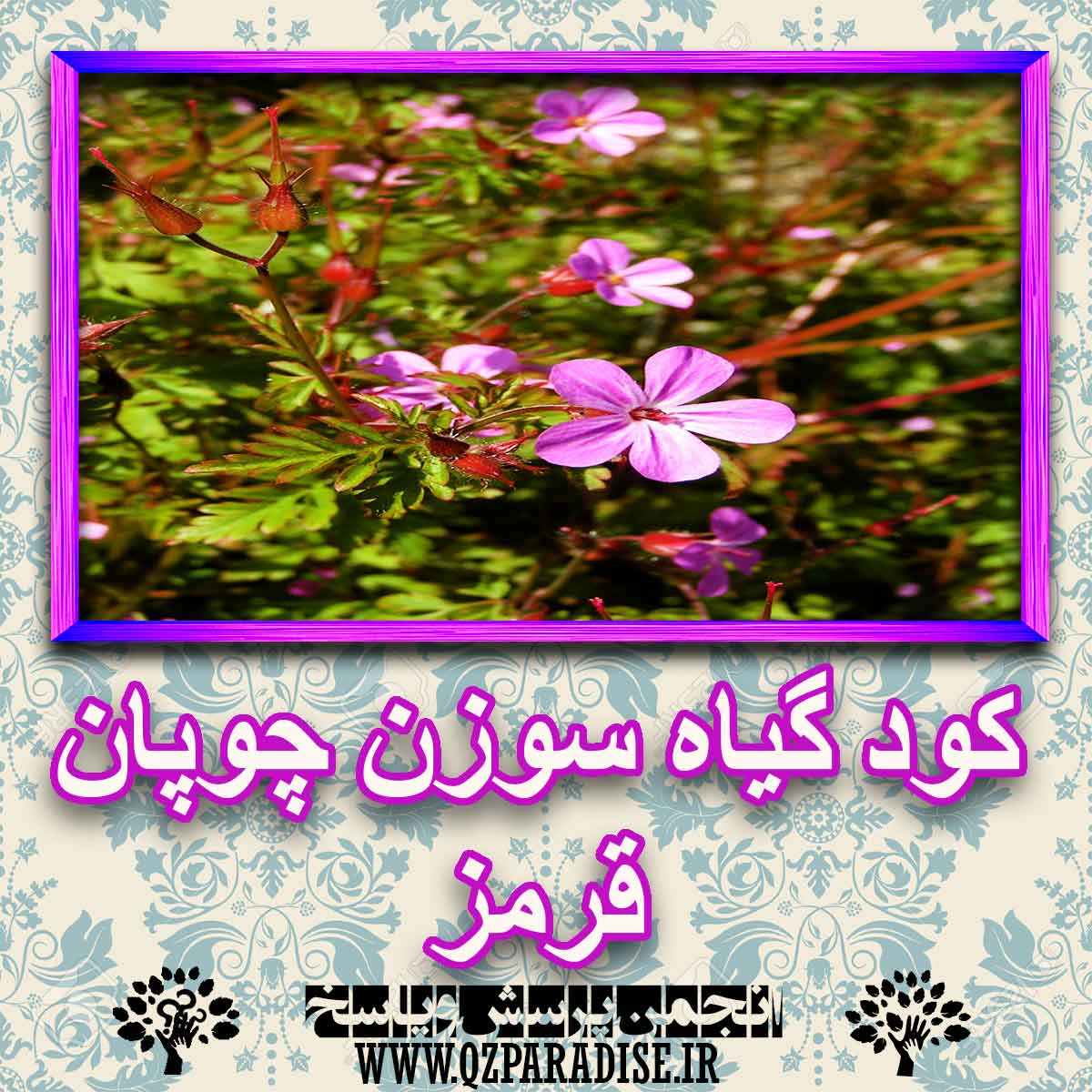 خواص استفاده از کود گیاه سوزن چوپان قرمز شرح دهید ؟ 507c4bea079b8349ea3882a35de25e2850e2598f 227 - خواص استفاده از کود گیاه سوزن چوپان قرمز شرح دهید ؟