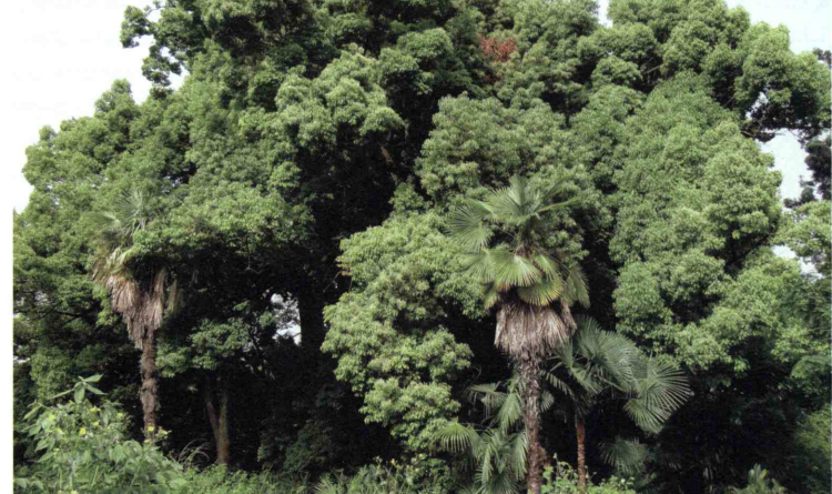 خواص استفاده از گیاه-درخت-کافور را شرح دهید ؟ 5088026450c3e1d46a3cf0fcc0c8d8477a02b3c9 358 - خواص استفاده از گیاه-درخت-کافور را شرح دهید ؟