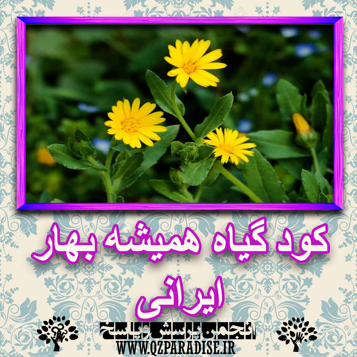 خواص استفاده از گیاه همیشه بهار ایرانی را شرح دهید ؟ 50bce152b65bf49fb7715cfb7ff03819ef6f2d1d 227 - خواص استفاده از گیاه همیشه بهار ایرانی را شرح دهید ؟