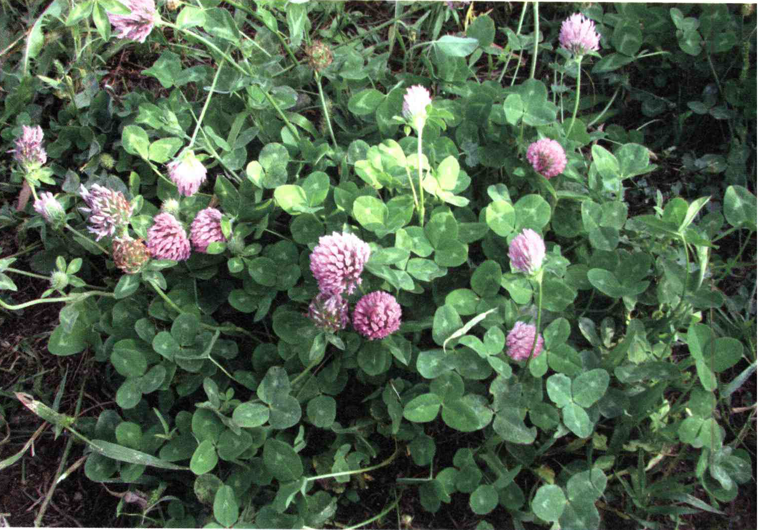 کود مناسب گیاه شبدر چمن زاری ، شبدر قرمز چیست و چه خاصیتی دارد؟ 50d825c3a8d31742894f6ca51a657c79a808d764 14 - کود مناسب گیاه شبدر چمن زاری ، شبدر قرمز چیست و چه خاصیتی دارد؟