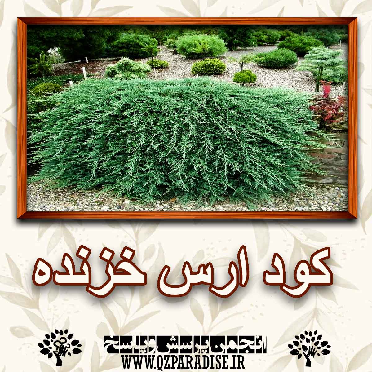 کود ارس خزنده چیست ؟و چه  کاربردی دارد؟ 50f0997259c0755d187ac451f4b7cbeae33df3c8 227 - کود ارس خزنده چیست ؟و چه  کاربردی دارد؟